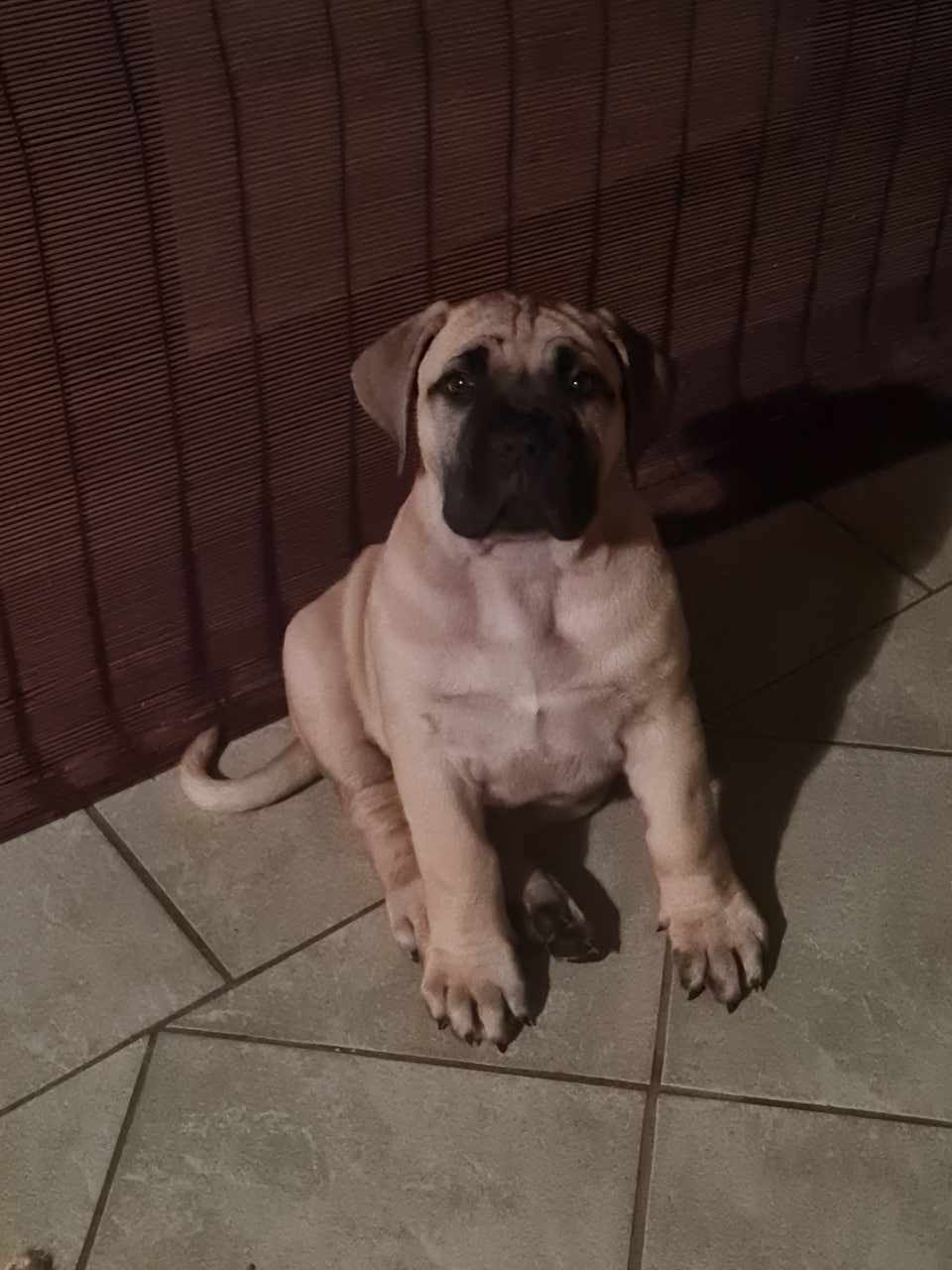 Boerboel Puppy