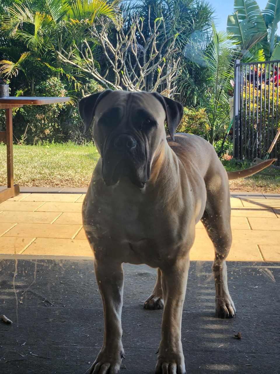 Adult Boerboel