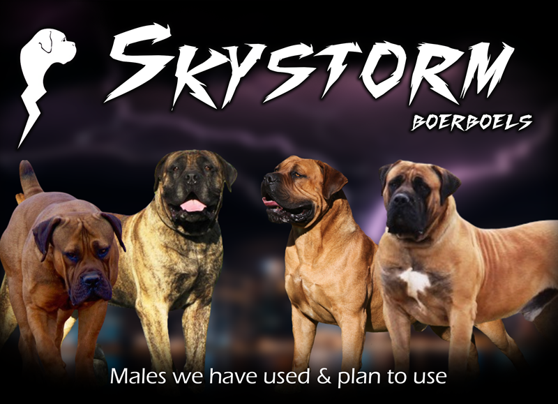 skystorm males used