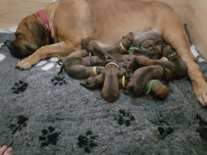 Destiny and her pups