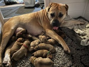 Bertha with her puppies