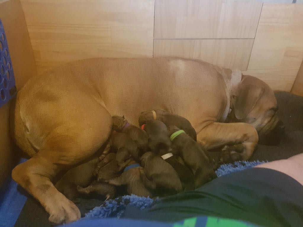 Karma and Pups