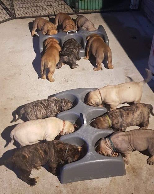 Jeep pups eating dinner